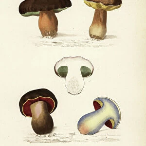Penny bun or porcini mushroom, Boletus edulis, and the lurid bolete, Suillellus luridus, Boletus perniciosus