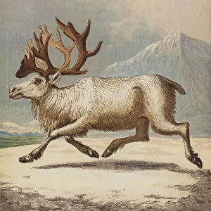 Reindeer (colour litho)