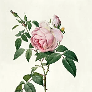 Rosa chinensis and Rosa gigantea, from Les Roses, 1817
