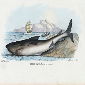 Spiny Dogfish, 1863-79 (colour litho)