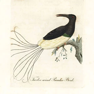 Twelve-wired bird-of-paradise, Seleucidis melanoleucus (Paradisea nigricans)