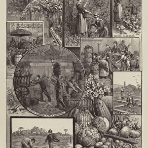 Our Vegetables (engraving)