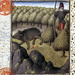 Wild boar hunting - in "Book of Hunting by Gaston Phoebus, Count of Foix