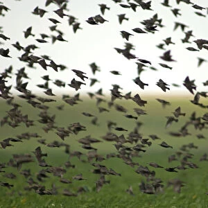 Common Starlings flock in flight along Oostvaardersdijk Netherlands, Sturnus vulgaris