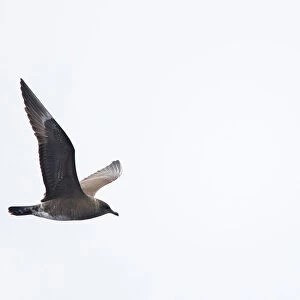 First-winter Long-tailed Skua (Stercorarius longicaudus), flying off Madeira above the Atlantic ocean, Portugal