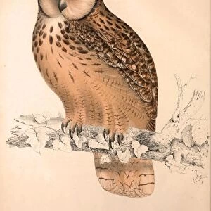 Otus Bengalensis, Owls. Birds from the Himalaya Mountains, engraving 1831 by Elizabeth