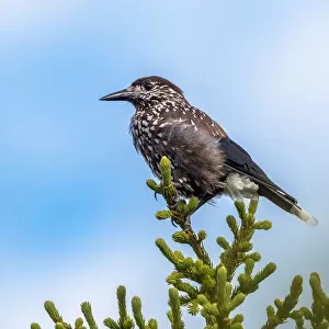 Slender-billed Spotted Nutcracker perched on a pine tree in Ural Ridge, Russian Federation June 2016