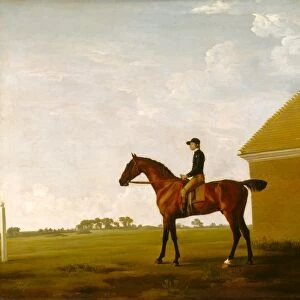 Turf, with Jockey up, at Newmarket Portrait of Turf with Jockey up Inscribed