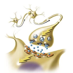 A nerve synapse showing the release of neurotransmitters