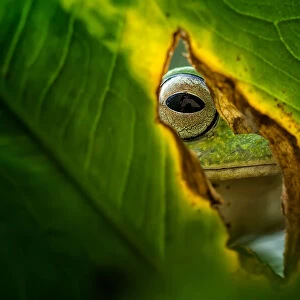 Peeking Frog