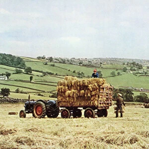 Haymaking in the Mayfield Valley
