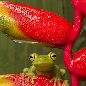 Canal Zone tree frog (Hypsiboas rufitelus) resting on heliconia, La Selva, Costa Rica