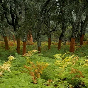 Cork tree forest (Quercus suber) Los Alcornocales Natural Park, Cortes de la Frontera