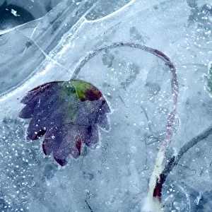Leaf frozen in ice, Sierra de Grazalema Natural Park, southern Spain, February