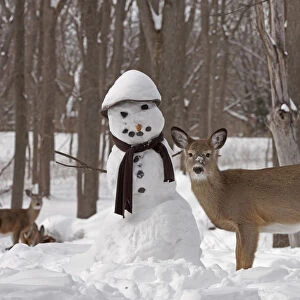 White-tailed deer (Odocoileus virginianus) with snowman, New York, USA