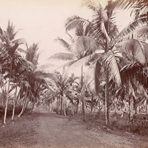Chancery Lane, 1860s-70s. [Palm trees]. Creator: Unknown
