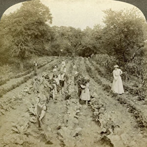 Children working in a vegetable garden, Salvation Army Home, Spring Valley, New York, USA. Artist: Underwood & Underwood