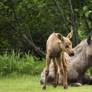 A Cow Moose (Alces Alces) Relaxes On A Lawn With Her Calf, Anchorage, Alaska