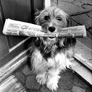 An advertisement for the Evening Chronicle A dog, sitting on a doorstep