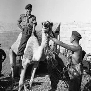 Suez Crisis 1956 Gunner William Graham of a Paratroop Artillery Unit near the front