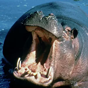 A hippopotamus threateningly showing its tusks