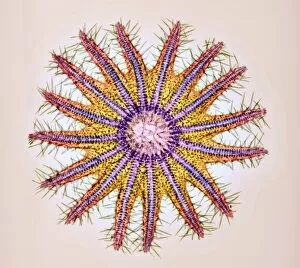 Crown-of-thorns starfish skeleton, X-ray