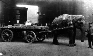 Lizzie Ward (elephant) working for Thomas W. Ward, Sheffield, 1914 Lizzie Ward (elephant) working for Thomas W. Ward, Sheffield, 1914